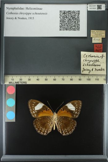 Media type: image;   Entomology 16624